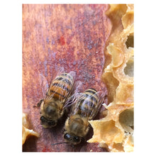 Load image into Gallery viewer, Hand Dipped Sussex Beeswax Dinner Candles