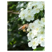Load image into Gallery viewer, Sussex Wildflower Honey - Runny (340g)