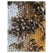 Load image into Gallery viewer, Sussex Wildflower Honey - Runny (340g)