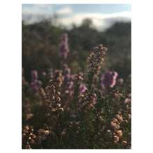 Load image into Gallery viewer, English Heather Comb Honey (227g)