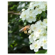 Load image into Gallery viewer, Sussex Wildflower Honey - Soft Set (340g)
